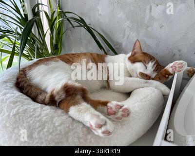 A ginger and white cat sleeping in a pet bed. Stock Photo