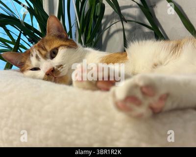 A ginger and white cat lying on its side resting in a pet bed. Stock Photo