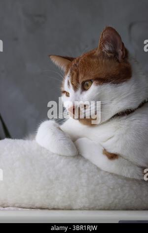 A ginger and white cat sitting in a bed with paws tucked Stock Photo