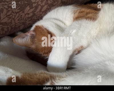 The cat is sleeping on its side, covering its head with a paw. The cat is ginger with white. Close-up. Stock Photo