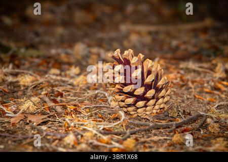 Closeup from a brown pineapple in the forest of the Achterhoek, near Beek, the Netherlands. Frogperspective. A pineapple is a seed of which a new pine Stock Photo