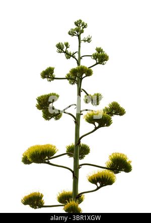 Flora of Gran Canaria - Agave americana, sentry plant, introduced and invasive species, tall inflorescence isolated on white Stock Photo