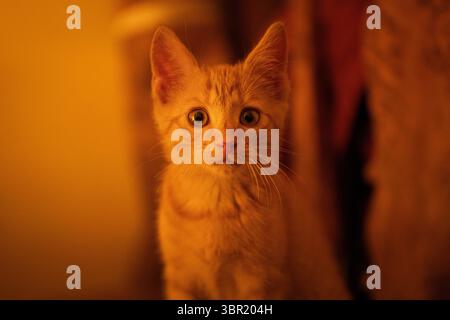 Close-up portrait of a curious ginger kitten with wide eyes Stock Photo