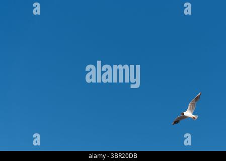 A lone seagull soaring in the clear blue sky. Minimalistic composition with large empty space, ideal for copy or design overlay. Stock Photo