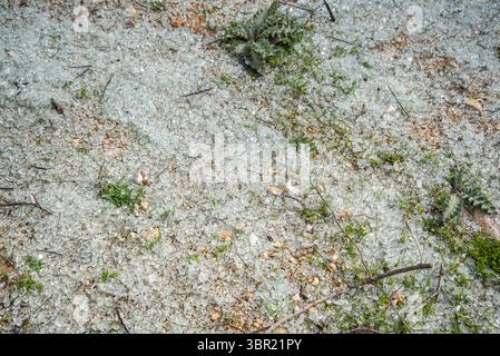 Broken tempered glass shards scattered on outdoor ground with grass and debris, horizontal Stock Photo