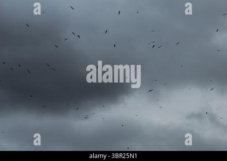 A flock of birds flying high above against a dark backdrop of clouds just before a storm. Stock Photo