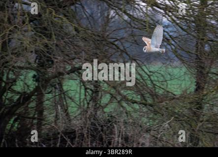 Barn owl (Tyto alba) quartering or hunting along farmland hedge at twilight Stock Photo