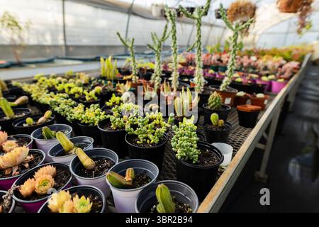 Succulents and cacti growing in small plastic pots on mesh benches with hoses in greenhouse. Horticulture, greenhouse, botanical, organic, sustainable Stock Photo