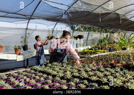 Diverse coworkers inspecting succulent pots on greenhouse tables and adjusting hanging baskets. Plants, horticulture, sustainability, interior, garden Stock Photo