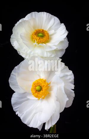 Two Beautiful lovely White Ranunculus Flowers Against Black Background Still life Stock Photo