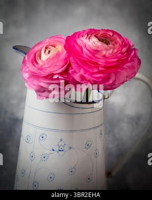 Two Pink Ranunculus In White Pitcher Stock Photo