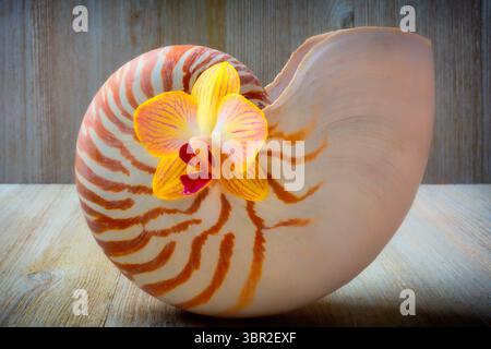 Nautilus Shell With Single Orchid Stock Photo