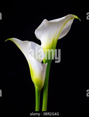 Classic White Calla lilies Still life Against Black Background Stock Photo