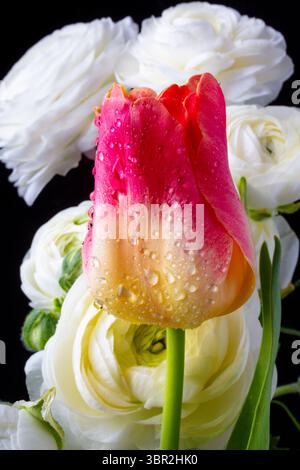 The wonderful tulips for spring mood Stock Photo - Alamy