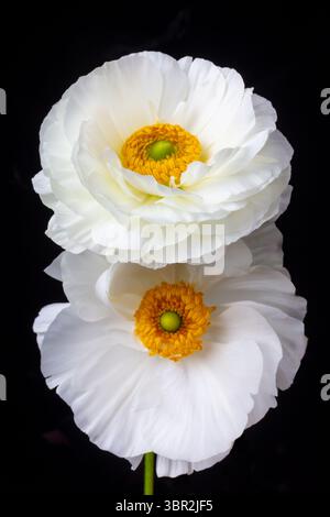 Wonderful White Ranunculus Against Black Background Still life Stock Photo