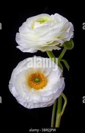 The Beauty Of Ranunculus,two white ranunculus against black background still life Stock Photo