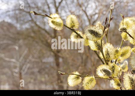 Delicate willow flowers on the background of the April forest, spring floral arrangement, banner with place for text. Holiday concept and greeting car Stock Photo