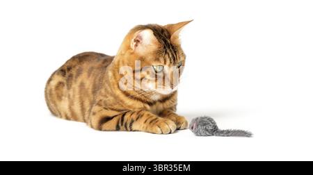 Red domestic cat plays with a toy mouse isolated on a white background Stock Photo