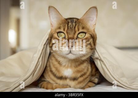 Bengal cat under the blanket. Domestic cat resting on the bed Stock Photo