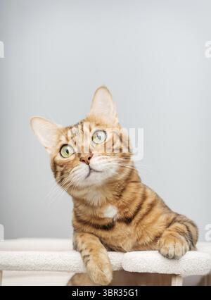 Bengal purebred point resting on cat play complex - scratching post. Copy space Stock Photo