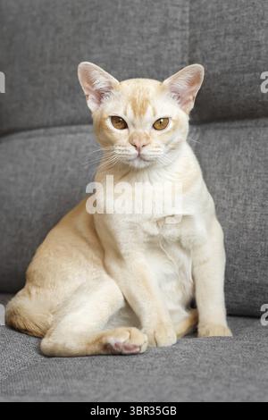 Cream Burmese cat with amber eyes resting on a gray sofa Stock Photo