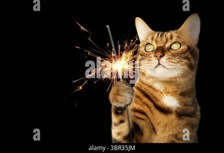 Red cat with a sparkler in his paw on a black background. Festive cat isolated Stock Photo