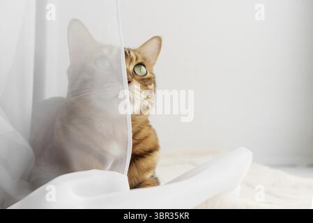 Bengal cat resting on a cat mat. Copy space Stock Photo