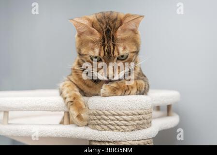 Bengal purebred point resting on cat play complex - scratching post Stock Photo