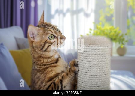 A Bengal cat rests on a scratching post in the living room. Training to use a scratching post Stock Photo