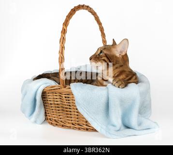 Domestic cat in basket isolated. Bengal cat sitting in wicker basket. White background Stock Photo