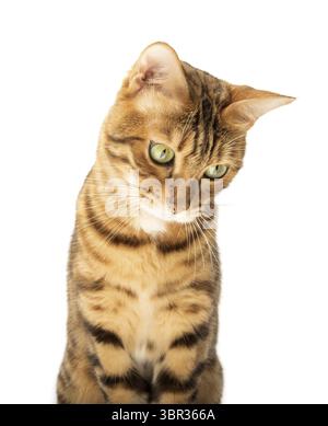 Studio shooting of Bengal cats, white background, portrait Stock Photo