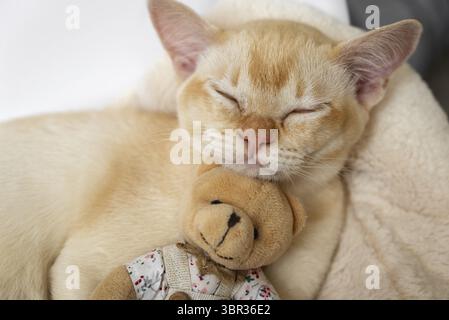 Adorable ginger Burmese kitten sleeps hugging a teddy bear on a soft pillow in a white bed. Close-up Stock Photo