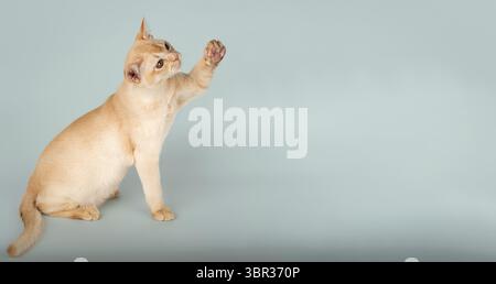 Adorable cream Burmese kitten standing on studio background. Side view. Copy space Stock Photo