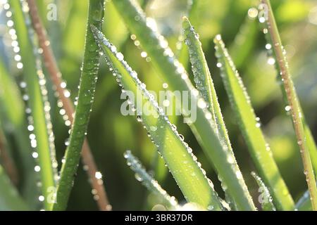 Abstract natural background, summer grass with drops on bokeh background, blurred focus. Beautiful summer garden in the early morning with natural bok Stock Photo
