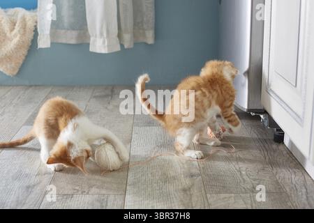 Two red kittens are playing on the floor. Lifestyle Stock Photo