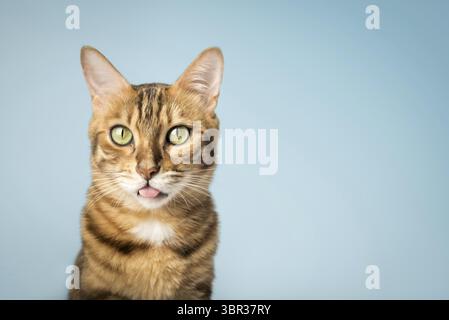The cat shows the tongue, teasing. Funny red cat on a blue background Stock Photo