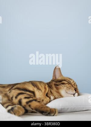 A charming red cat sleeps and smiles in his sleep. Sleeping cat on a blue background. Copy space Stock Photo
