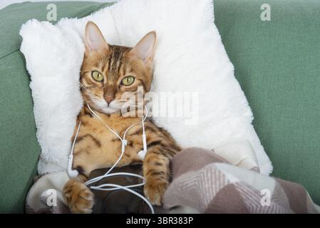 Bengal cat in headphones listens to music while lying on the couch Stock Photo
