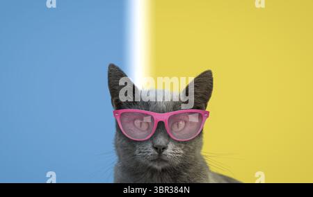 Cool cat in pink glasses on a blue and yellow background. Copy space Stock Photo