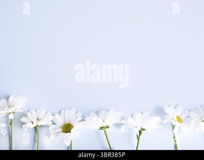 Row of beautiful flowers daisies chamomile on light blue background. Greeting card, postcard, invitation. Top view. Copy space Stock Photo