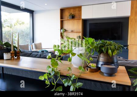 Trailing vine plant spilling over white ceramic pot on wood table with sliding door patio view Stock Photo