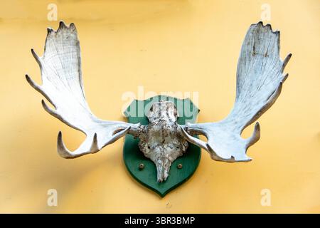 Moose Antlers on a Wall Stock Photo
