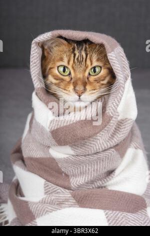 Portrait of an adorable Bengal cat, wrapped in a checkered stole Stock Photo