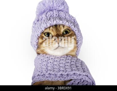 Cute Bengal cat in a scarf and hat close-up on a white background Stock Photo