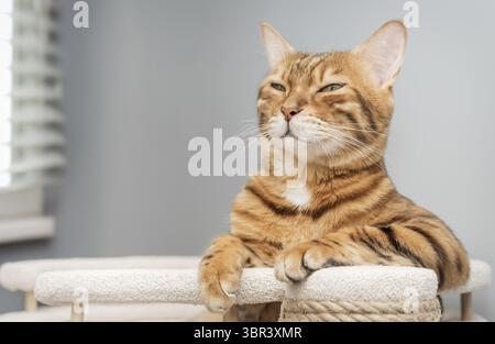 Bengal purebred point resting on cat play complex - scratching post Stock Photo