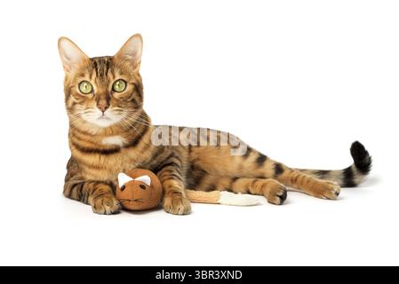 Bengal domestic cat plays with a plush mouse on a white background. Pet entertainment Stock Photo