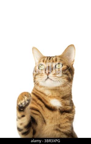 Studio shooting of Bengal cats, white background, portrait Stock Photo