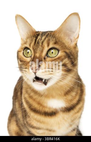 Studio shooting of Bengal cats, white background, portrait Stock Photo