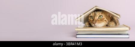 Smart scientist cat with books on a colored background. Copy space Stock Photo
