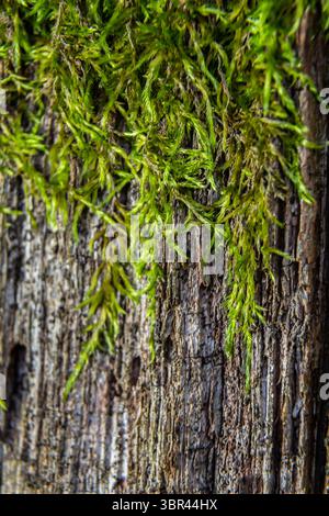 Tree Trunk detailed Textures of the green plants in the forest Kenya ...